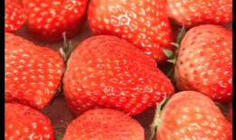 草莓视频,带你领略短视频的魅力与创意