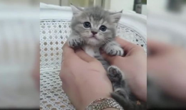 可爱小猫视频,跟随可爱小猫的欢快舞步